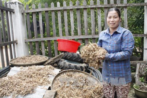 Nữ Bí thư Chi bộ đi đầu phát triển kinh tế ở vùng núi Đăk Pne 
